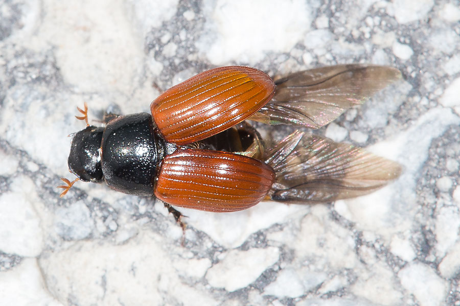 Aphodius fimetarius - Gemeiner Dungkäfer, Käfer auf Straße