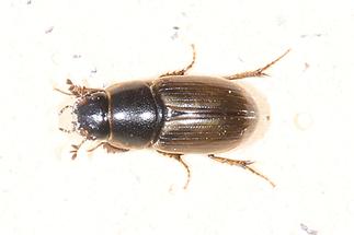 Aphodius prodromus - kein dt. Name bekannt, Käfer auf Klostermauer