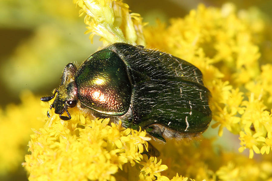 Cetonia aurata - Goldglänzender Rosenkäfer, Käfer auf Blüten