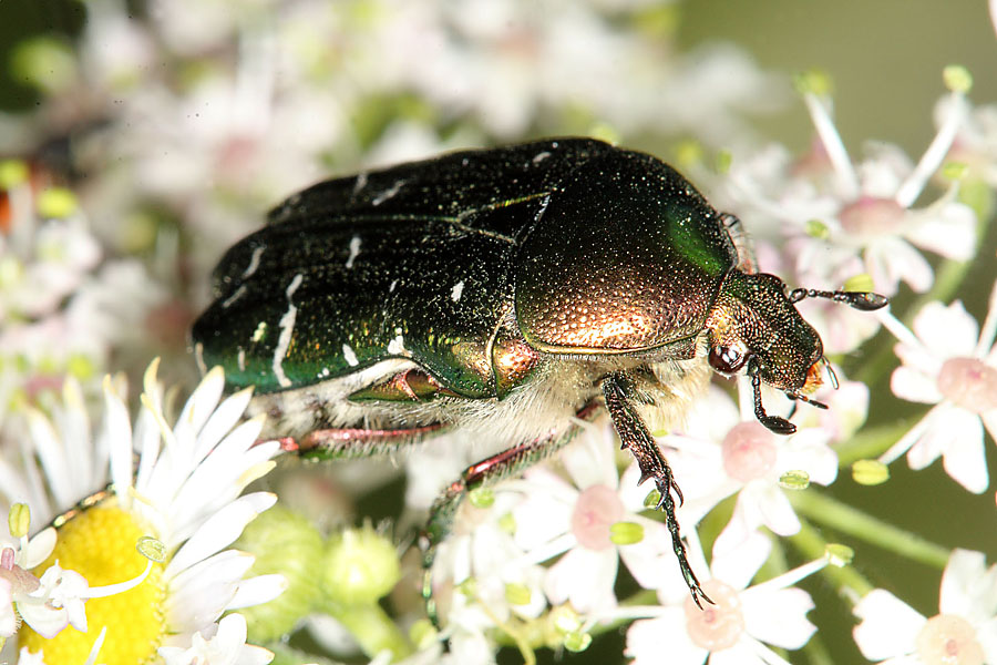 Cetonia aurata - Goldglänzender Rosenkäfer, Käfer auf Blüten