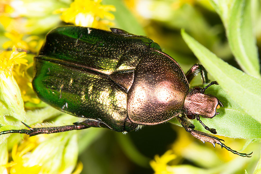 Cetonia aurata - Goldglänzender Rosenkäfer, Käfer auf Blüten