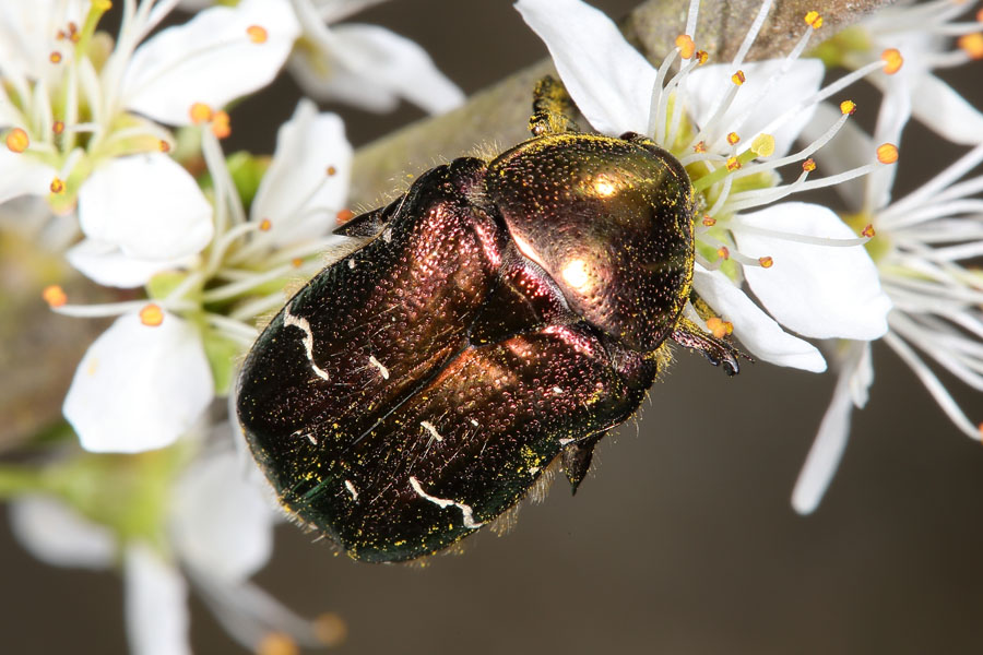 Cetonia aurata - Goldglänzender Rosenkäfer, Käfer auf Blüten