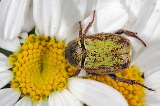 Hoplia argentea - Goldstaub-Laubkäfer, Käfer auf Blüte