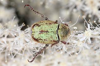 Hoplia argentea - Goldstaub-Laubkäfer, Käfer auf Blüten