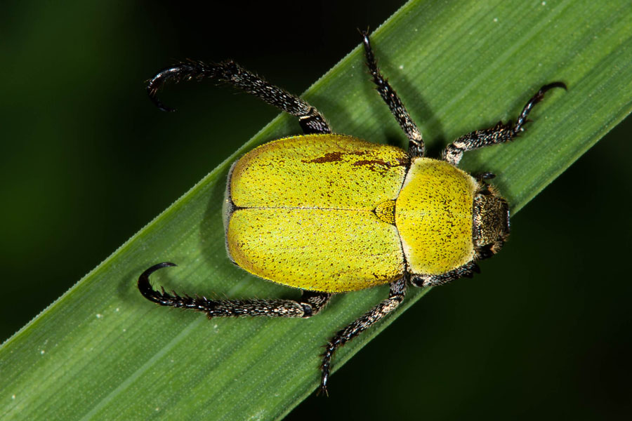 Hoplia argentea - Gelbgrüner Purzelkäfer, Käfer auf Gras