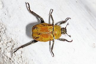 Hoplia argentea - Goldstaub-Laubkäfer, Käfer auf Mauer