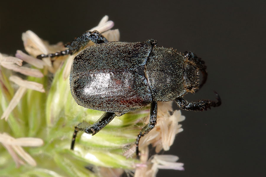 Hoplia philanthus cf. - Silbriger Purzelkäfer, Käfer auf Blüte