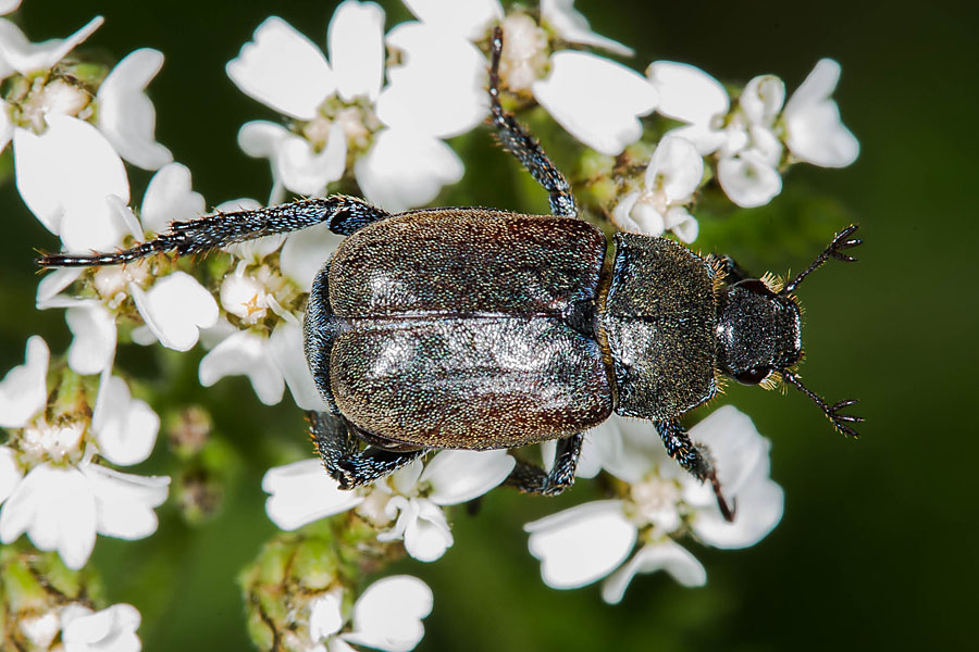 Hoplia philanthus - Silbriger Purzelkäfer, Käfer auf Blüten