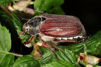 Melolontha melolontha - Feldmaikäfer, Käfer auf Blatt