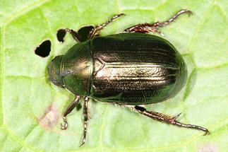 Mimela aurata - kein dt. Name bekannt, Käfer auf Blatt