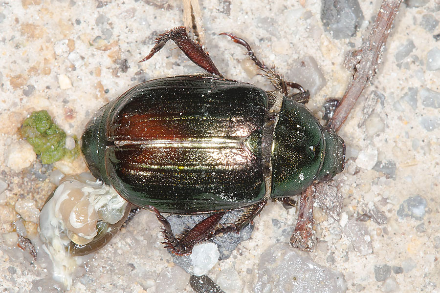 Mimela aurata - kein dt. Name bekannt, Käfer auf Fahrweg