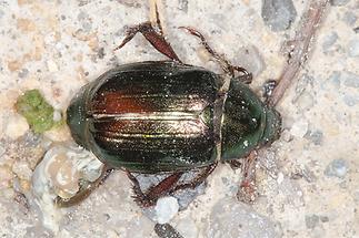 Mimela aurata - kein dt. Name bekannt, Käfer auf Fahrweg