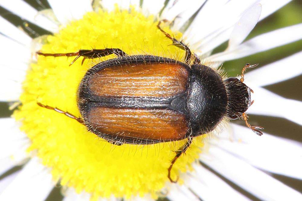 Omaloplia ruricola - kein dt. Name bekannt