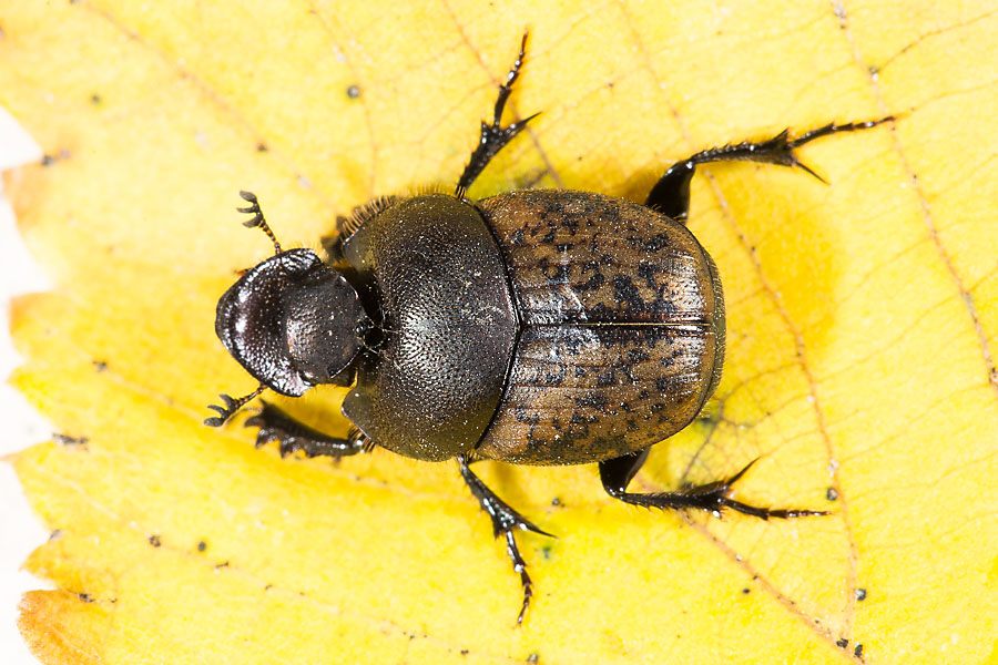 Onthophagus fracticornis - Dungkäfer, Käfer auf Blatt