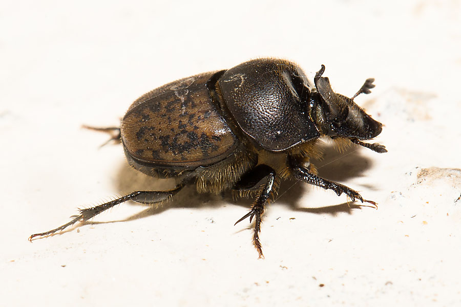 Onthophagus fracticornis - Rein, Käfer auf Mauer