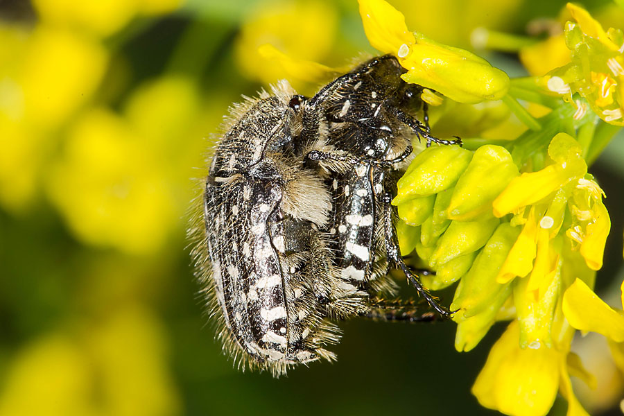 Oxythyrea funesta - Trauer-Rosenkäfer, Käfer Paar