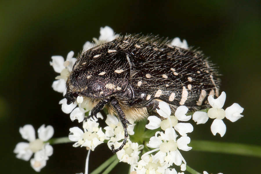 Oxythyrea funesta - Trauer-Rosenkäfer, Käfer auf Blüten