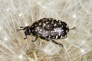 Oxythyrea funesta - Trauer-Rosenkäfer, Käfer auf Pusteblume