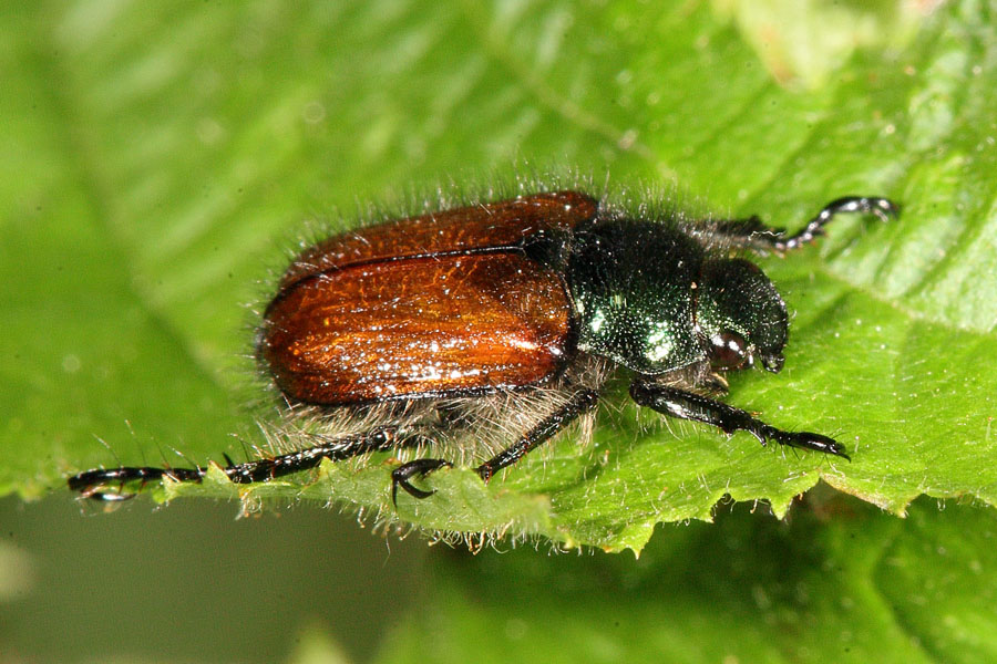 Phyllopertha horticula - Gartenlaubkäfer, Käfer auf Blatt