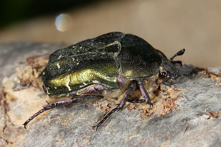 Protaetia cuprea metallica - Kupfer-Rosenkäfer, Käfer auf Baumrinde