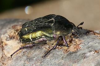 Protaetia cuprea metallica - Kupfer-Rosenkäfer, Käfer auf Baumrinde (1)