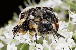 Trichius sexualis - Gebänderter Pinselkäfer, Käfer Paar