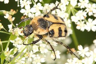 Trichius fasciatus cf. sexualis - Pinselkäfer, Käfer auf Blüten (1)