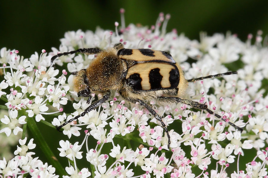 Trichius sexualis - Pinselkäfer, Käfer auf Blüten