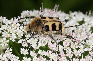 Trichius sexualis - Pinselkäfer, Käfer auf Blüten (2)