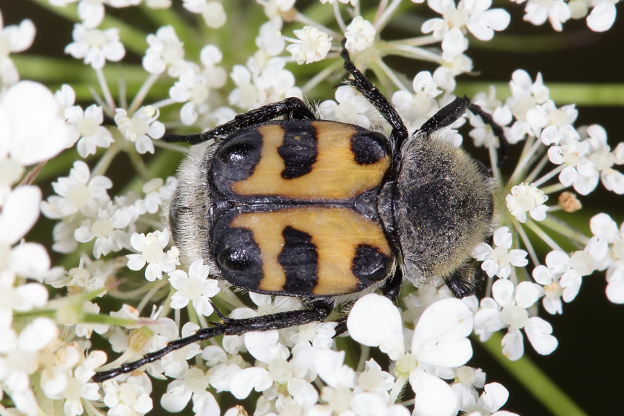 Trichius fasciatus - Pinselkäfer, Käfer auf Blüten