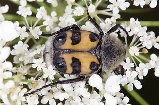 Trichius fasciatus - Pinselkäfer, Käfer auf Blüten (3)