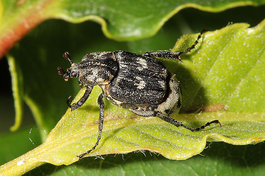 Valgus hemipterus - Stolperkäfer, Käfer Männchen auf Blatt