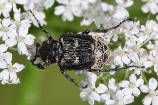 Valgus hemipterus - Stolperkäfer, Käfer Männchen auf Blüte