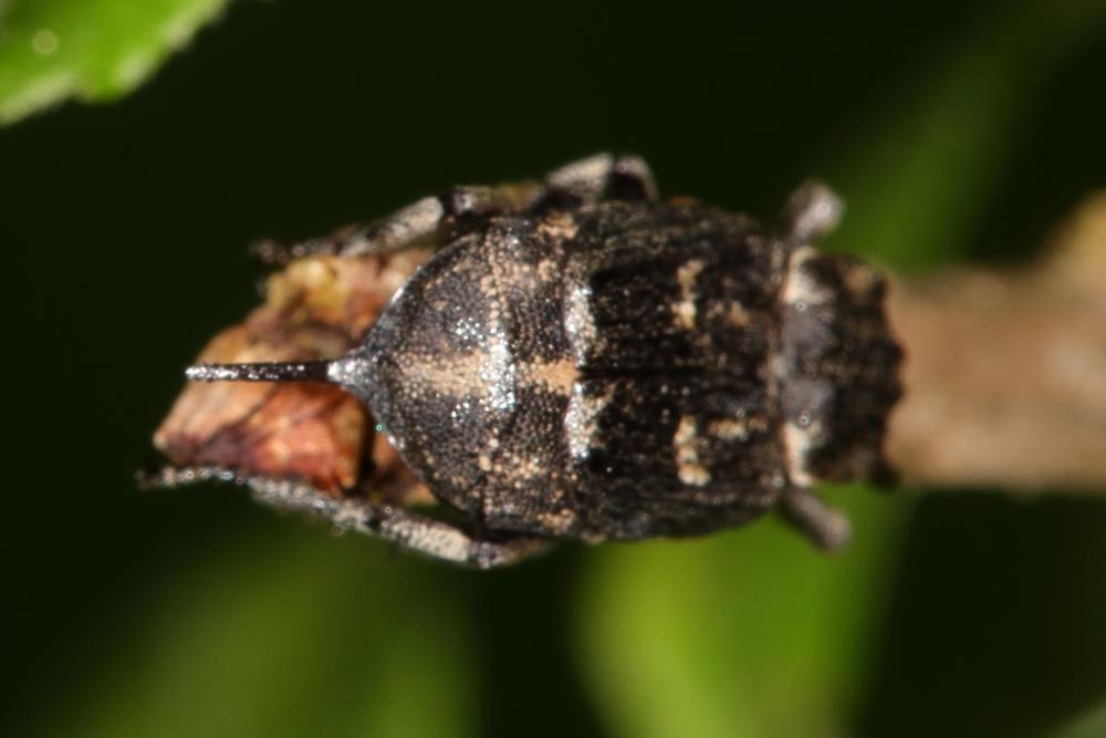 Valgus hemipterus - Stolperkäfer, Käfer Weibchen