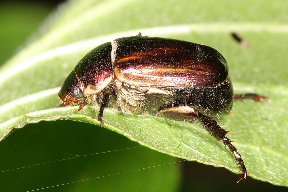 Mimela aurata - kein dt. Name bekannt