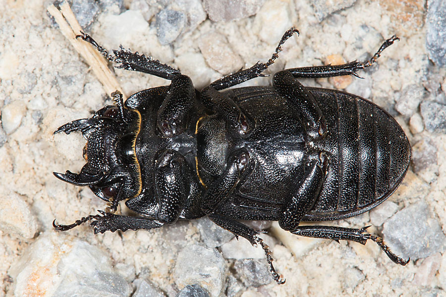 Dorcus parallelipipedus - Balkenschröter, Zwerghirschkäfer, Käfer Unterseite