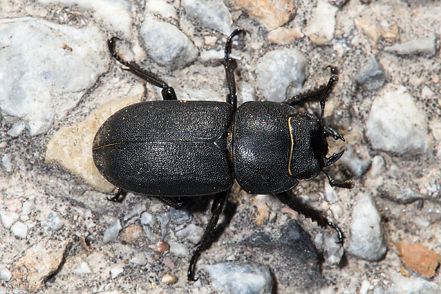 Dorcus parallelipipedus - Balkenschröter, Zwerghirschkäfer, Käfer Weibchen auf Fahrweg