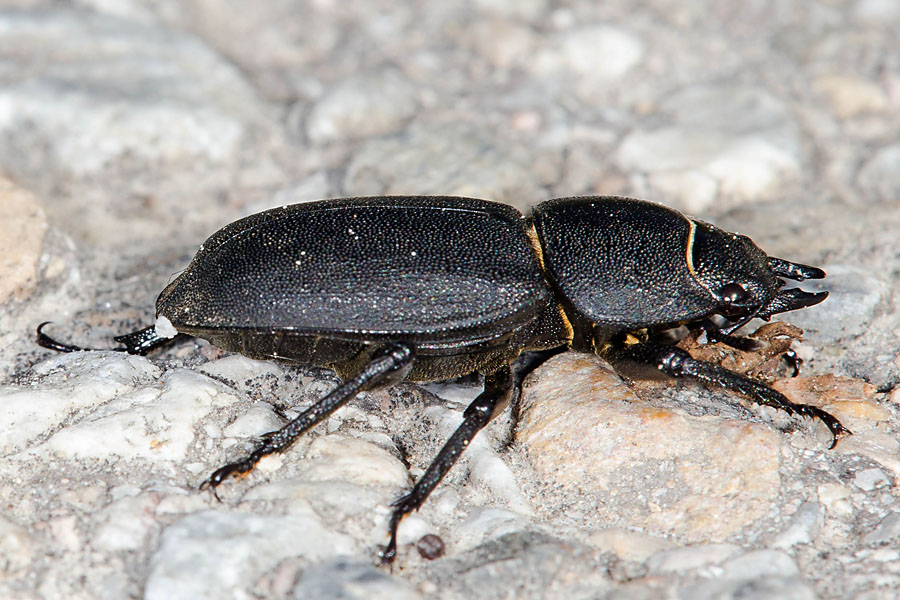 Dorcus parallelipipedus - Balkenschröter, Zwerghirschkäfer, Käfer Weibchen auf Fahrweg