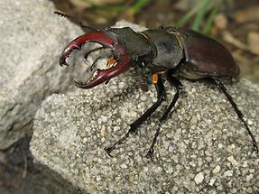 Lucanus cervus - Hirschkäfer, Männchen frisch aus dem Erdreich geschlüpft