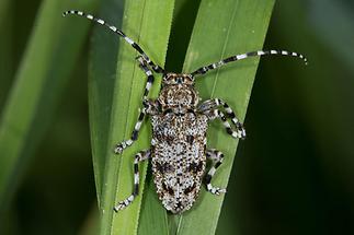 Aegomorphus clavipes - Keulenfüßiger Scheckenbock, Käfer auf Gras