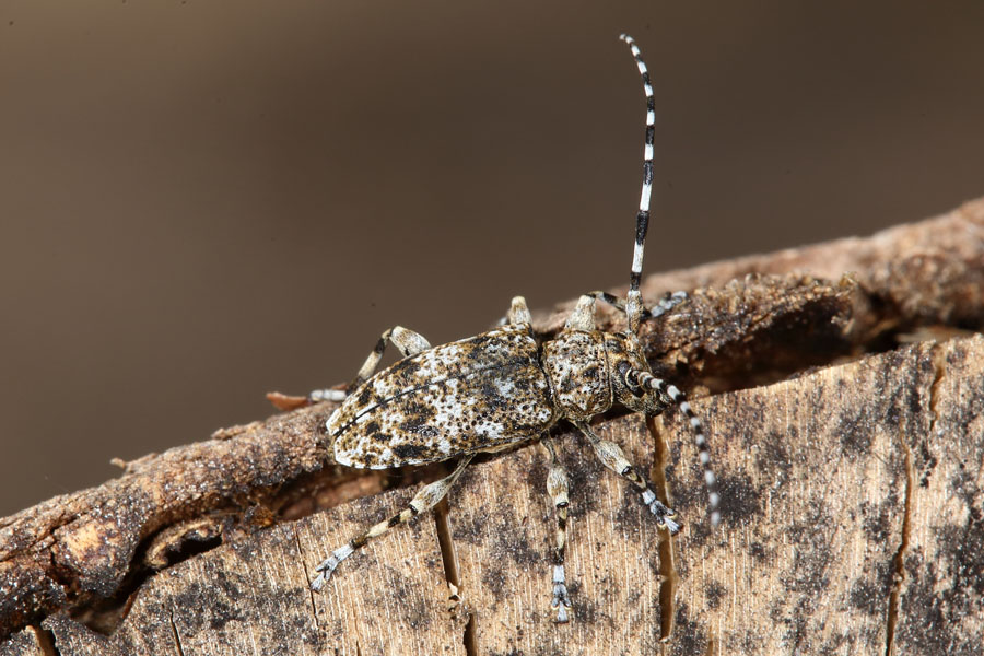 Aegomorphus clavipes - Keulenfüßiger Scheckenbock, Käfer auf Holz