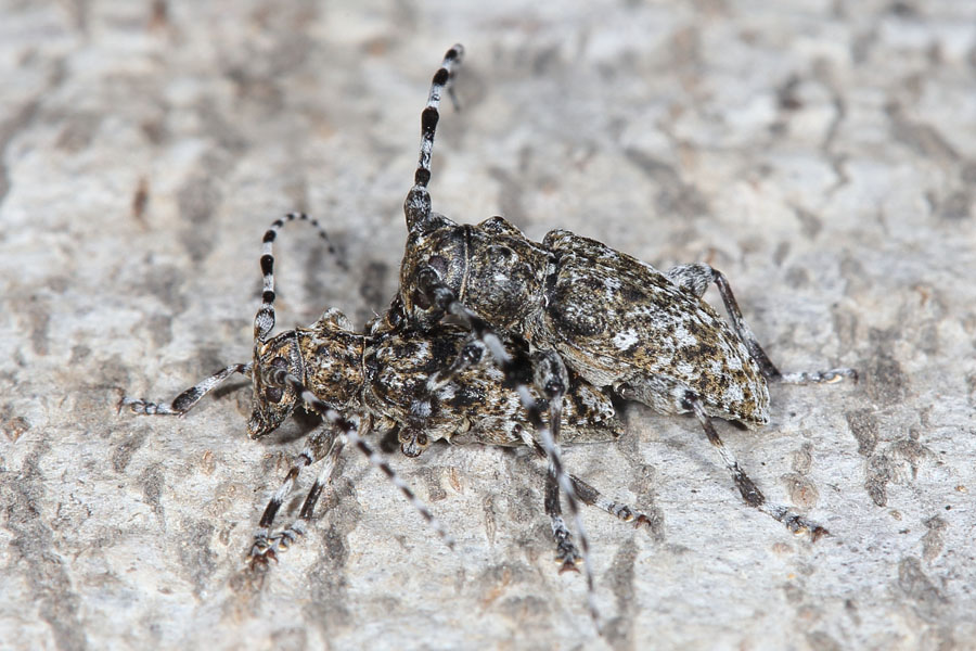 Aegomorphus clavipes - Keulenfüßiger Scheckenbock, Paar