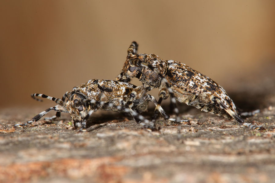 Aegomorphus clavipes - Keulenfüßiger Scheckenbock, Paar