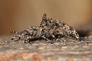 Aegomorphus clavipes - Keulenfüßiger Scheckenbock, Paar (4)