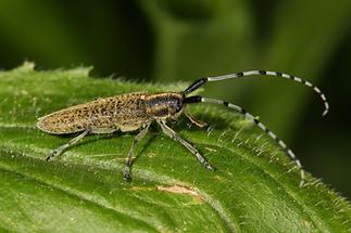 Agapanthia villosoviridescens - Scheckhorn-Distelbock, Käfer auf Blatt (1)