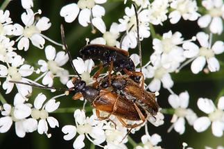 Alosterna tabacicolor - Feldahorn-Bock, Käfer Paar + 1