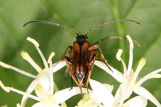 Alosterna tabacicolor - Feldahorn-Bock, Paar (2)