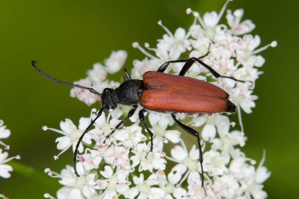 Anastrangalia sanguinolenta - Blutroter Halsbock, Käfer Weibchen