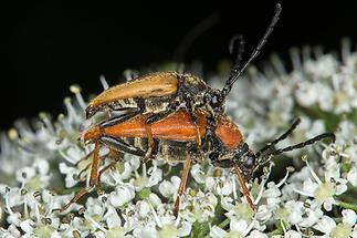 Anastrangalia sanguinolenta - Blutroter Halsbock, Paar (1)