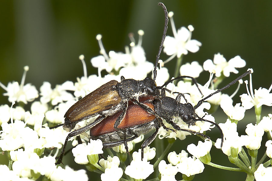 Anastrangalia sanguinolenta - Blutroter Halsbock, Paar